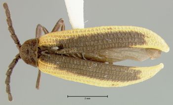 Media type: image;   Entomology 35319 Aspect: habitus dorsal view